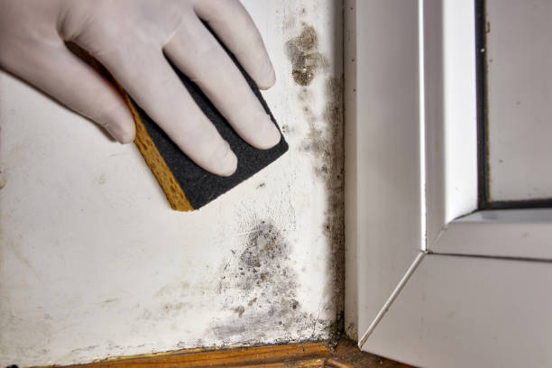 Best Fire Damage Restoration  in Lexington, MI